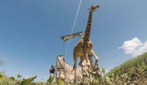 Kenya: une girafe sauvée des eaux sur une île