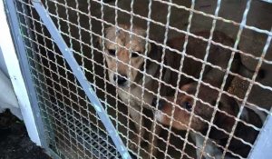Wizernes: quarante chiens aux abois récupérés par la SPA de Saint-Omer 