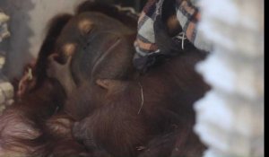 Un Orang-outan est né à Pairi Daiza (vidéo PAIRI DAIZA)