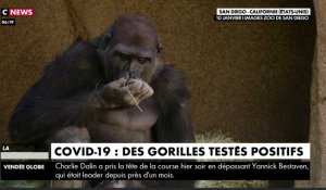 Zapping du 13/01 : Covid-19 : des gorilles testés positifs aux États-Unis