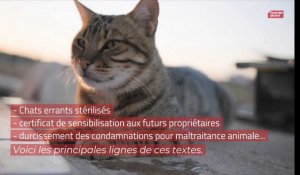 La majorité propose une loi contre la maltraitance animale