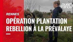 Rennes. Opération plantation rebellion sur le site de la Prévalaye avec 500 arbres plantés