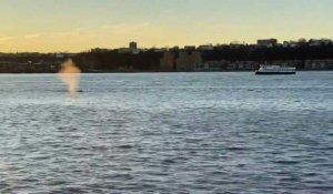 Une baleine nage dans l'Hudson, visible depuis New York