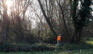 Entretien des arbres au parc de La Glissoire d'Avion