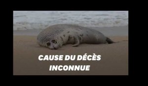 En Russie, près de 300 phoques retrouvés morts sur une plage