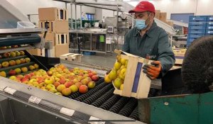 Brexit : l’exportation de fruits belges risque d’être fortement impactée