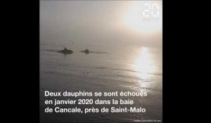 Des dauphins échoués sauvés dans la baie du Mont Saint-Michel