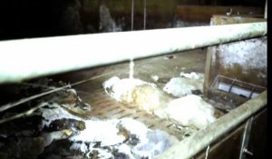 Des cadavres de cochons abandonnés : L214 dénonce un élevage breton dans une vidéo «insoutenable»