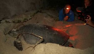 A La Réunion, sixième ponte de la tortue verte reproductrice Emma, malgré une blessure