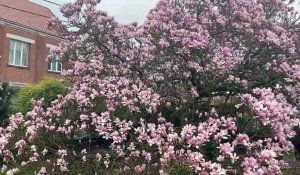 Boulonnais : Jean-Noël, fier de son magnolia, « c'est le plus beau du secteur »