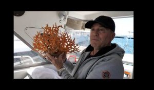 Fascinant corail rouge de Méditerranée
