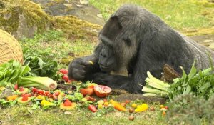 La gorille en captivité la plus âgée au monde fête son 66e anniversaire au zoo de Berlin