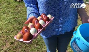 VIDÉO. Bruns, bleu-vert ou kaki : Marion Vanhercke collectionne les œufs naturellement colorés, à La Flèche