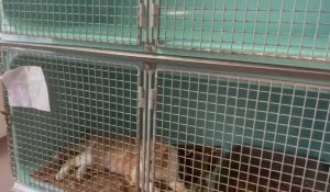 Saint-Omer : visite guidée de la SPA par la directrice qui raconte l'histoire d'un chien accroché à une caravane