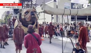 VIDÉO. Le Bull machin de Royal de Luxe s’entraîne pour la course de dimanche 