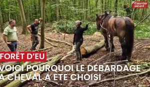 Opération de débardage à cheval en forêt d'Eu
