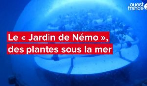 VIDÉO. Le « Jardin de Némo », un étonnant jardin sous-marin