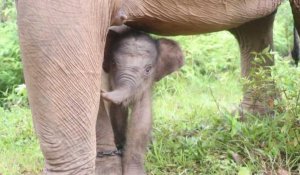 Un éléphanteau naît en Indonésie, bonne nouvelle pour la survie de l'espèce