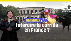 Animaux 2.0 : Faut-il une interdiction de la corrida en France ?
