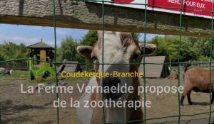 Coudekerque-Branche : la Ferme Vernaelde propose de la zoothérapie