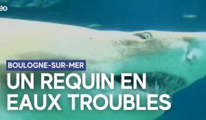 Boulogne-sur-mer : un requin en eaux troubles