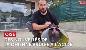 Des nouvelles de la chienne brûlée à l'acide en mai 2023, retrouvée à Montjavoult (Oise)