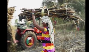 Inde : les forçats de la canne à sucre, esclaves d’une méga-industrie