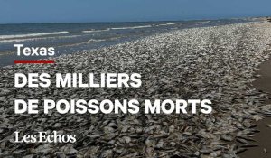 Pourquoi des milliers de poissons sont morts sur une plage du Texas ?