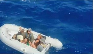 Huit Danois secourus après la collision de leur voilier avec une baleine dans le Pacifique
