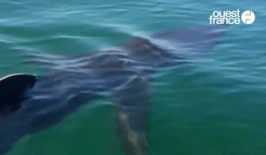 VIDÉO. Un requin-pèlerin aperçu au large de Boulogne-sur-Mer