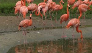 Un parc ornithologique accueillant 400 espèces ouvrira en mai à Singapour