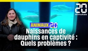 Animaux 2.0 : Pourquoi la naissance de deux dauphins, en captivité à Nantes pose problème ? 