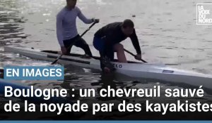 Boulogne : des kayakistes sauvent un chevreuil de la noyade
