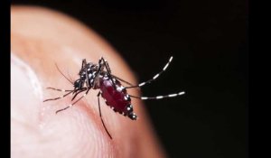 VIDÉO. Le moustique tigre, une « espèce invasive » présente dans 71 départements métropolitains