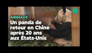 Ya Ya, le panda prêté aux États-Unis, de retour en Chine