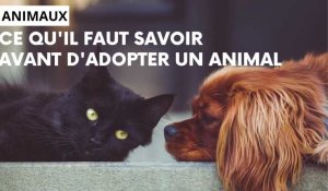 Quelques conseils avant d'adopter un animal