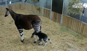 VIDEO. Sabu est le quatrième okapi à naître en France en 25 ans