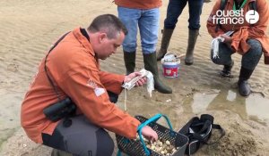 VIDÉO. À Binic-Étables-sur-Mer, les grandes marées régalent les pêcheurs à pied