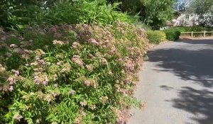 Houdain : le jury des villes et villages fleuris était de passage