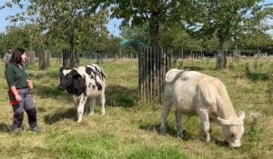 Venez découvrir les animaux de la Ferme du zoo, à Maubeuge