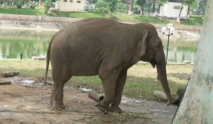 Deux éléphantes enchaînées dans un zoo émeuvent le Vietnam