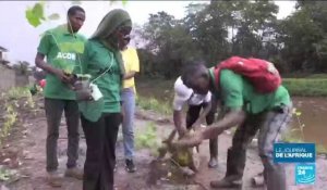 "Un anniversaire, un arbre" : Conakry se mobilise pour reboiser ses espaces verts