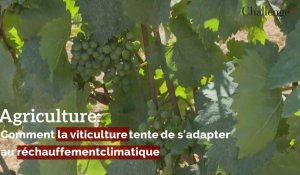 Agriculture: Comment la viticulture tente de s'adapter au réchauffement climatique