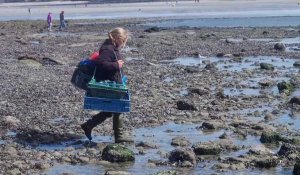 Les grandes marées attirent les pêcheurs à pied sur la Côte d'Opale