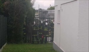 Les pompiers libèrent un chevreuil bloqué dans une entreprise de Steenvoorde