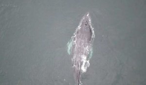 Des baleines à bosse nagent vers des eaux plus chaudes dans le nord du Pérou