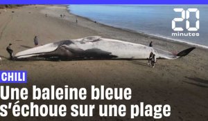 Chili : Une baleine bleue s’échoue sur une plage