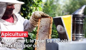 A Morcourt, le miel de récolte deux fois par an