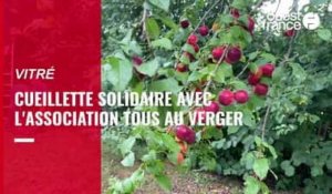 Une cueillette solidaire avec l'association Tous au Verger à Vitré