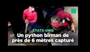 Un python birman de près de six mètres découvert en Floride, du jamais vu
